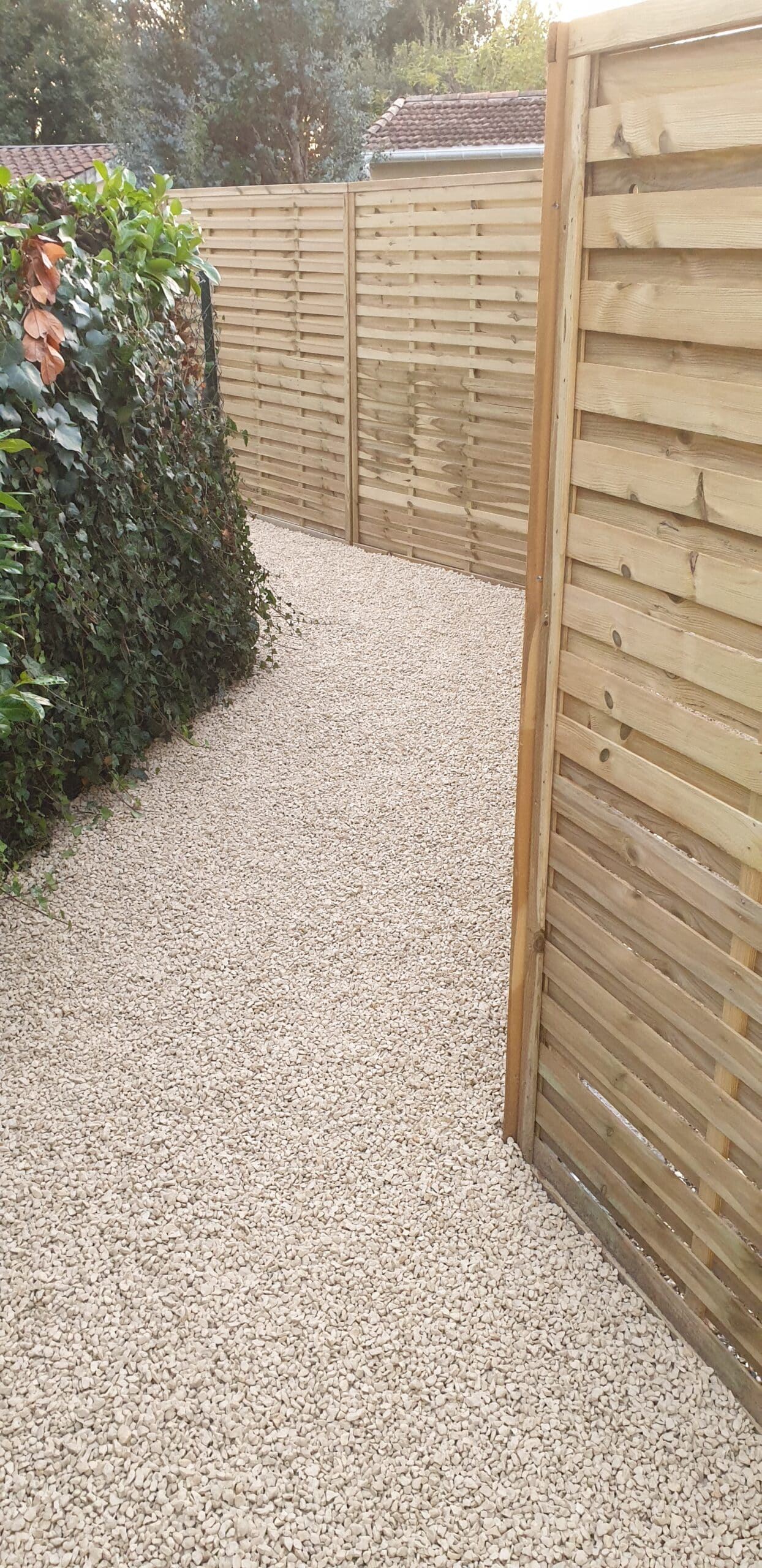 Allée en gravier beige entre une clôture en bois et une haie de lierre verdoyante dans un jardin calme.